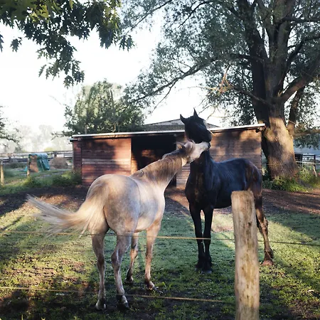 Отель Seehotel Theodors