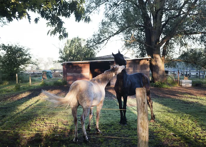 Hotel Seehotel Theodors